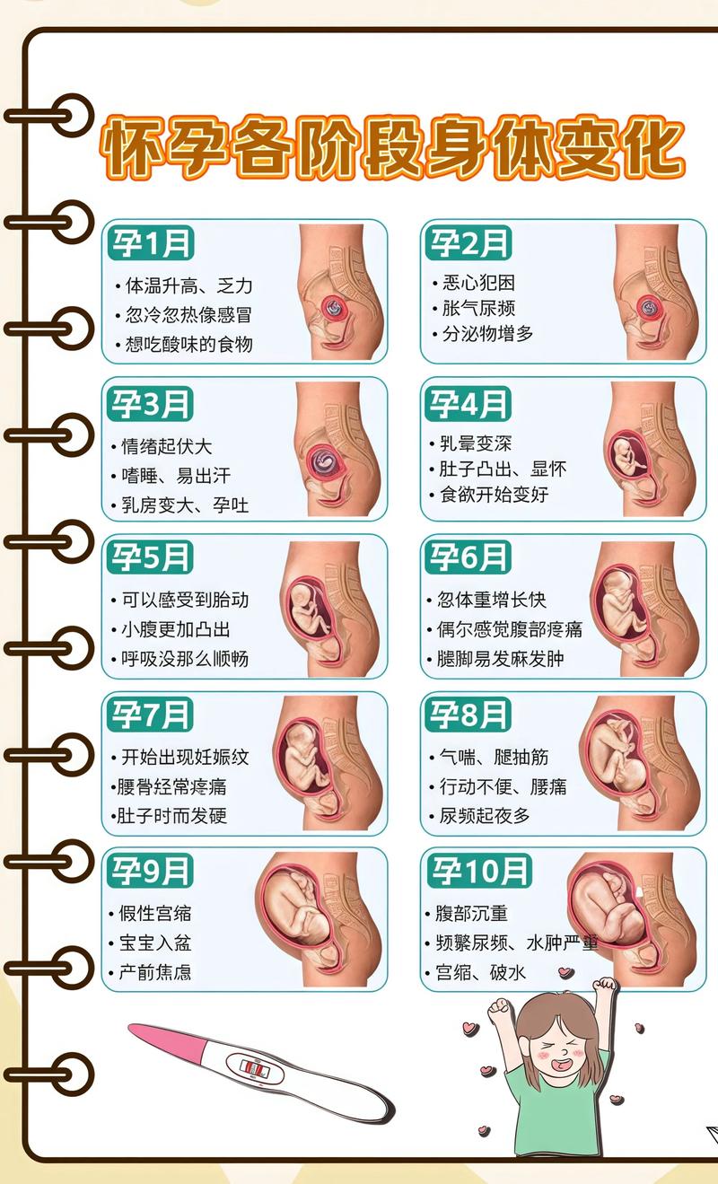 揭秘供卵代孕妈妈怀孕小腹分两节,孕期变化的奥秘丰都代生机构: